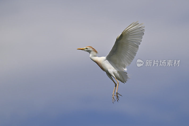 牛白鹭(Bubulcus ibis)